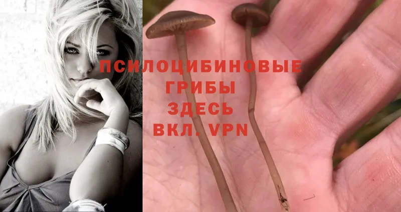 Псилоцибиновые грибы Magic Shrooms  Осташков 